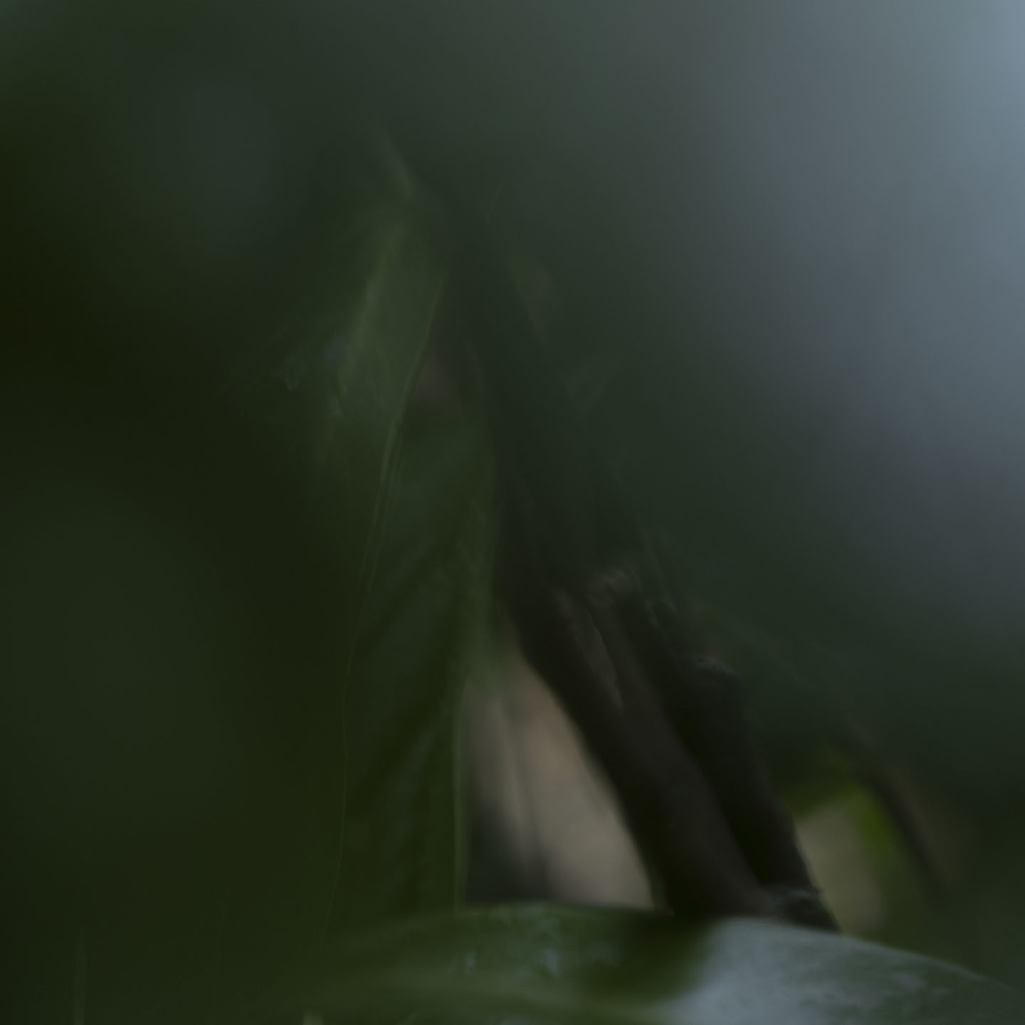 Haiku Natur