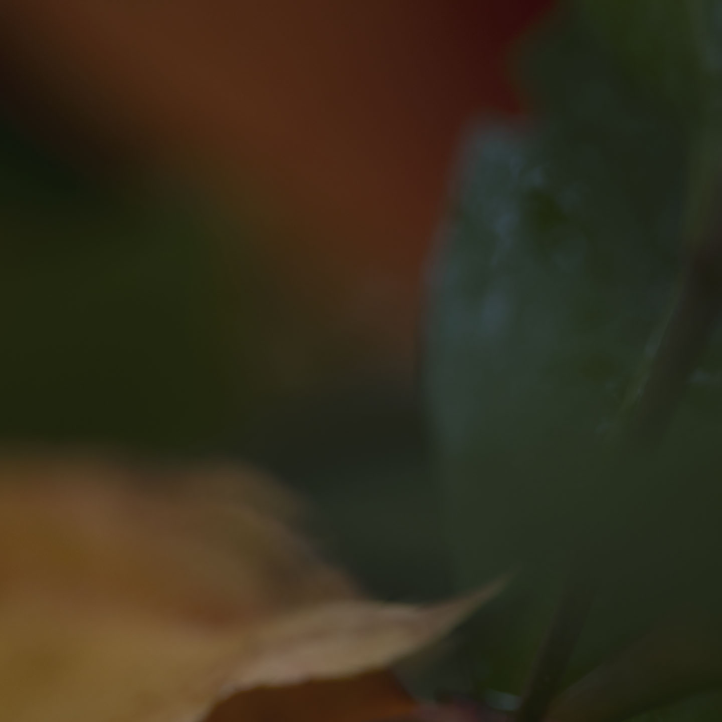 Haiku Natur