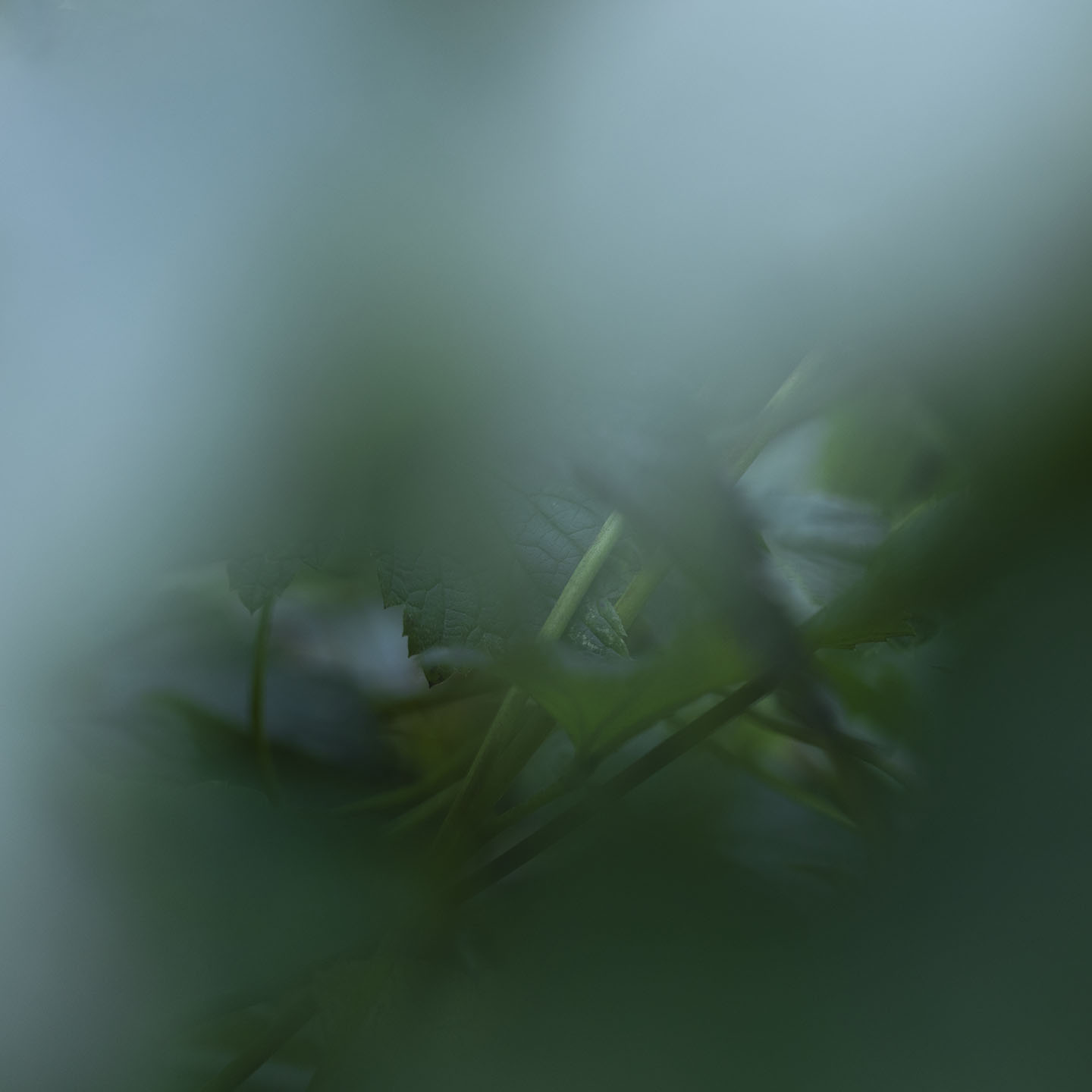 Haiku Natur