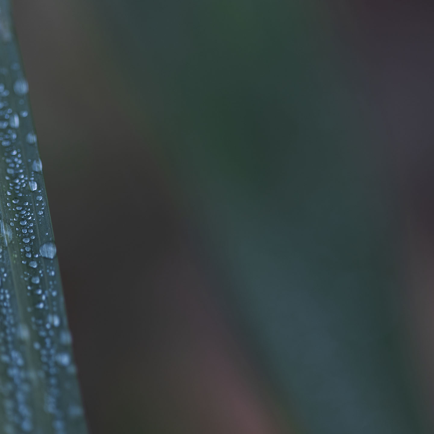 Haiku Natur