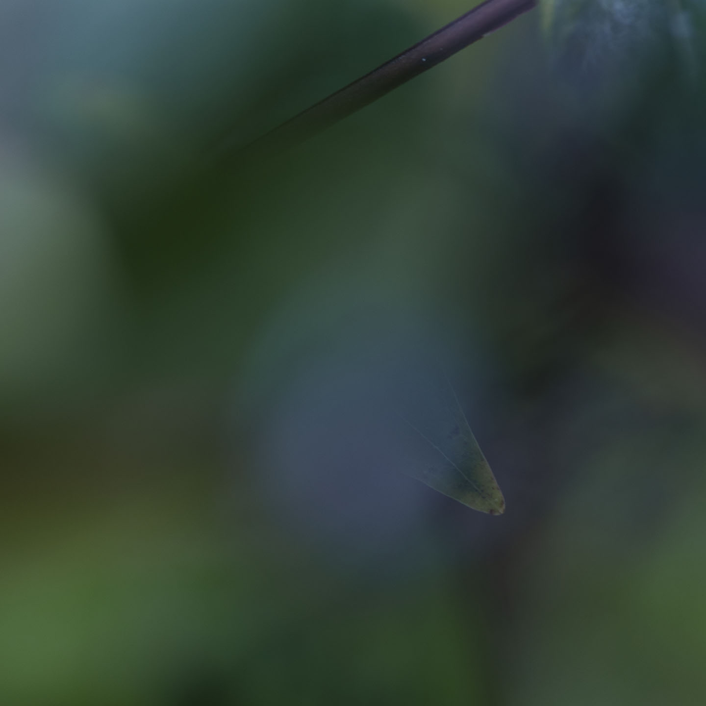 Haiku Natur