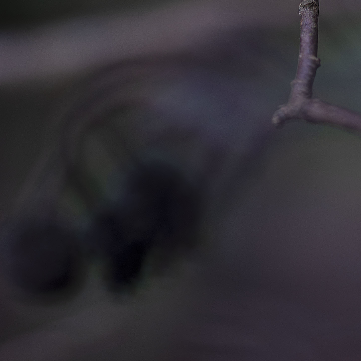 Haiku Natur
