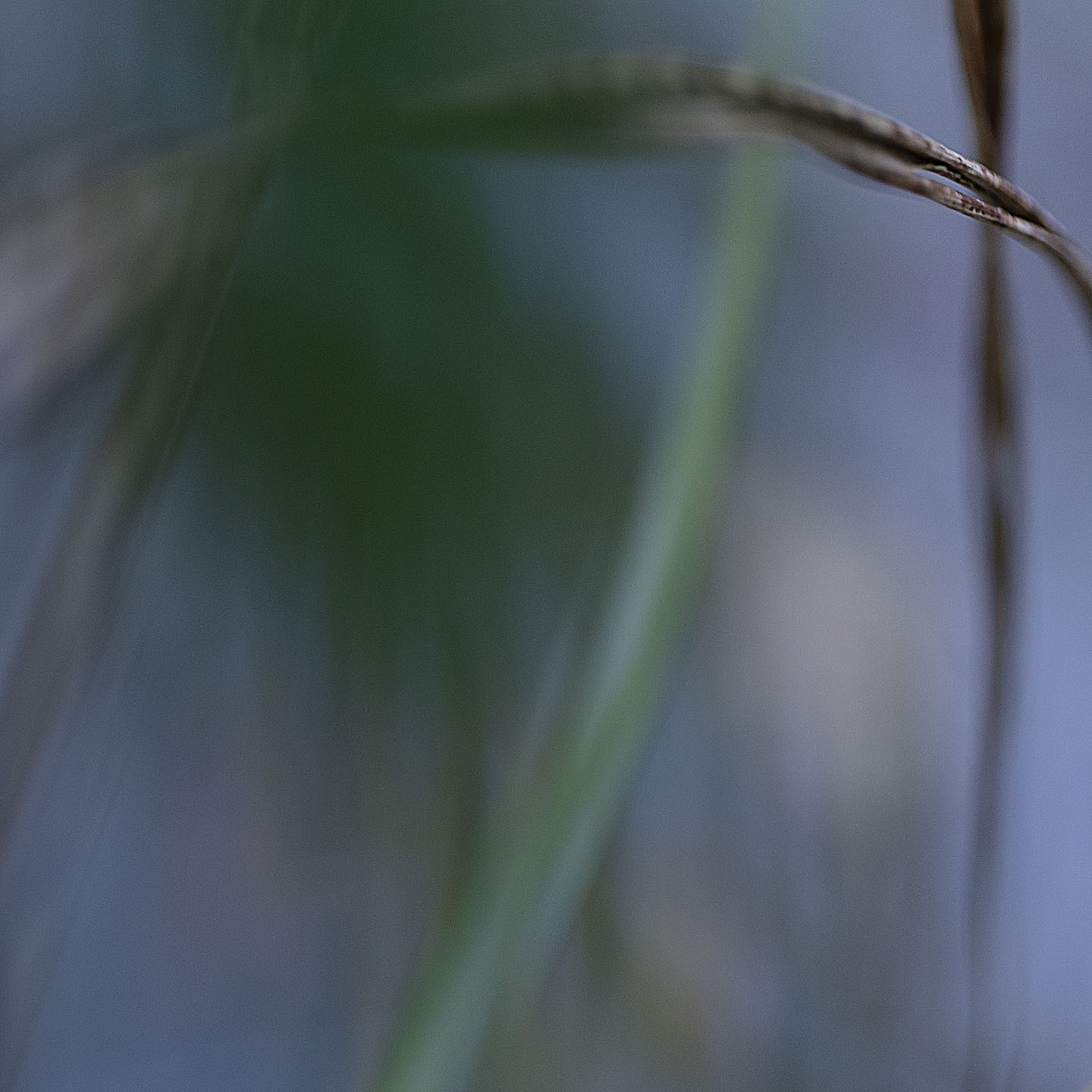 Haiku Natur