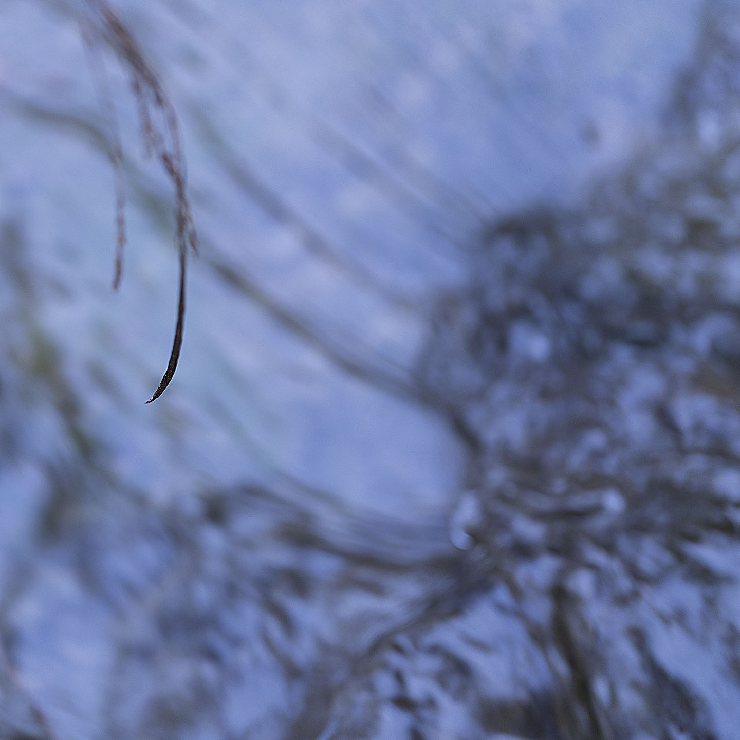 Haiku Natur