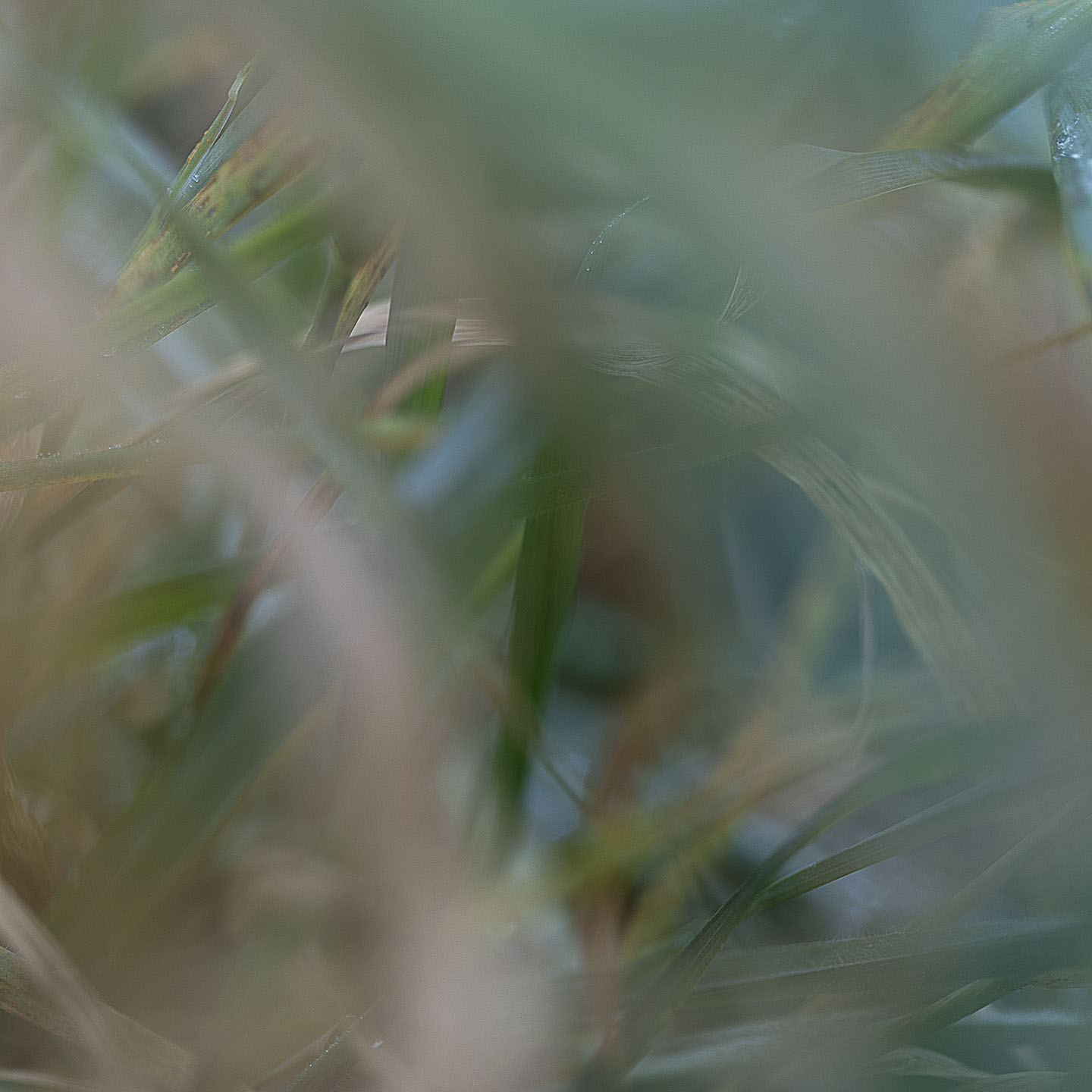 Haiku Natur