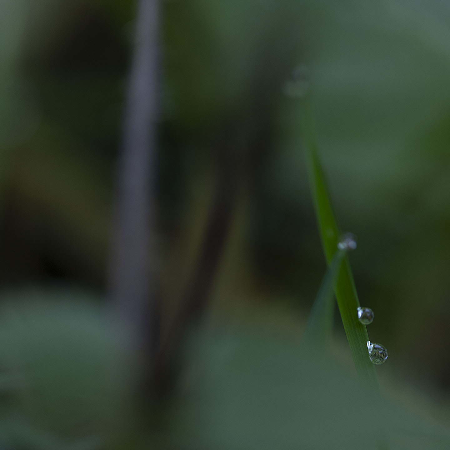 Haiku Natur