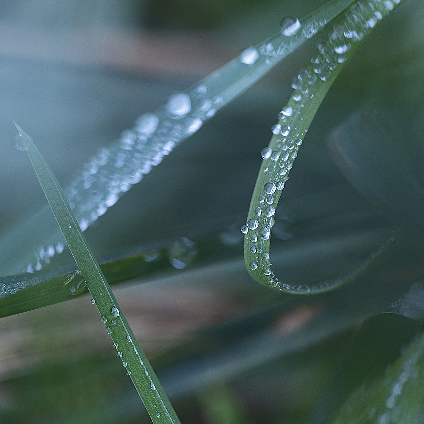 Haiku Natur