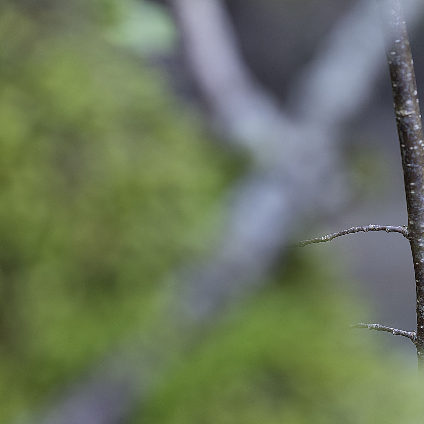 Haiku Natur