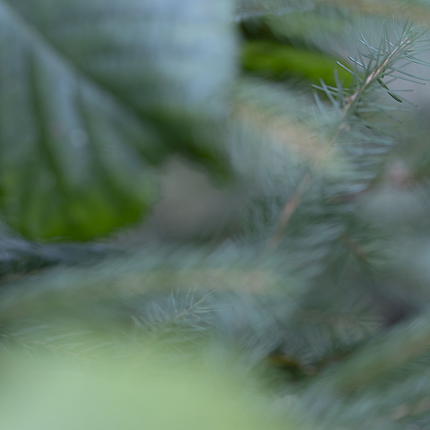 Haiku Natur