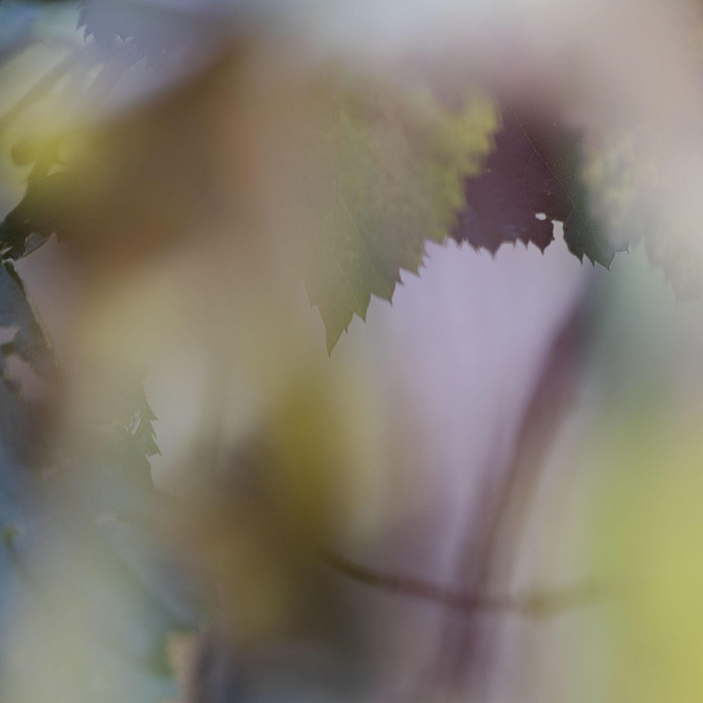 Haiku Natur