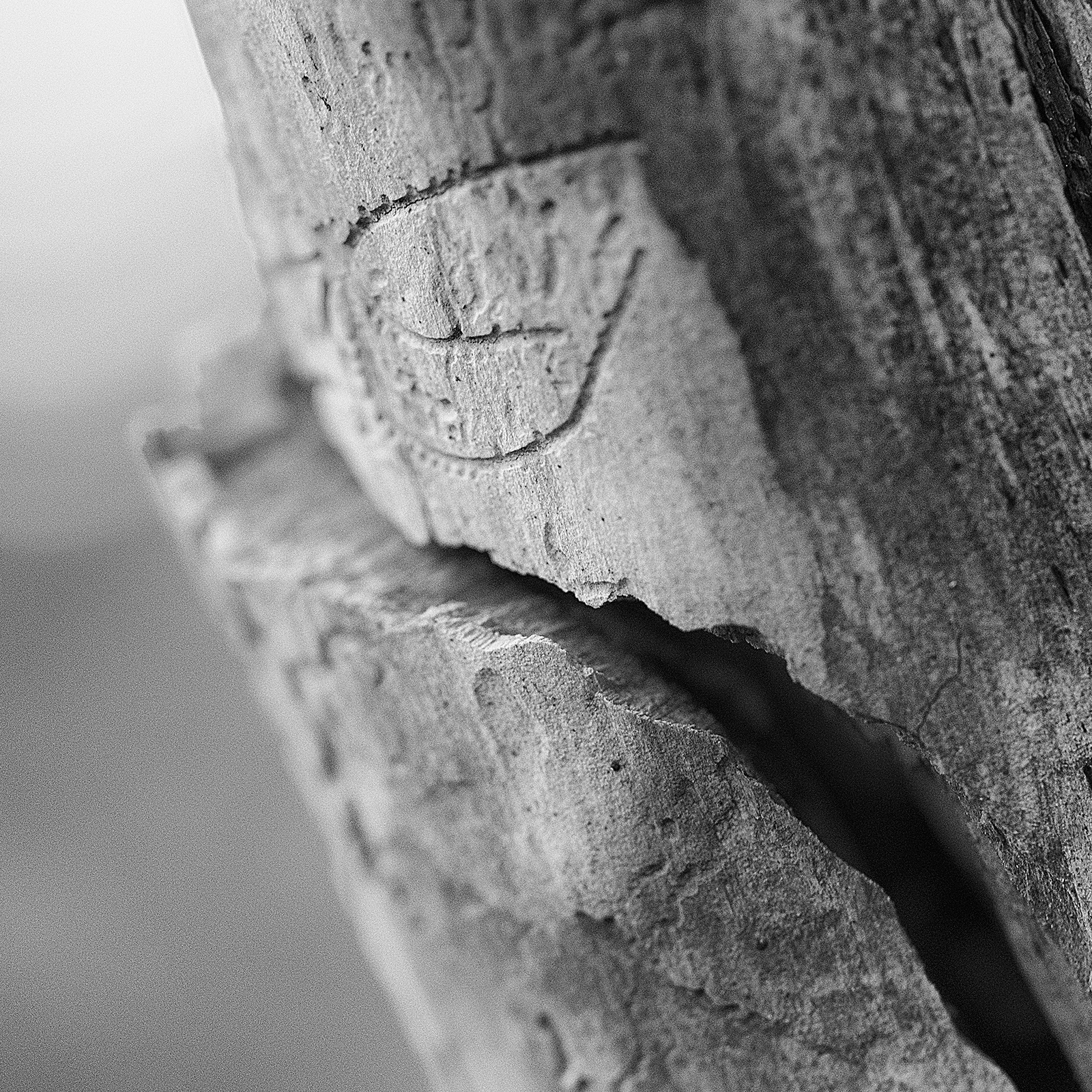 Waldstrukturen