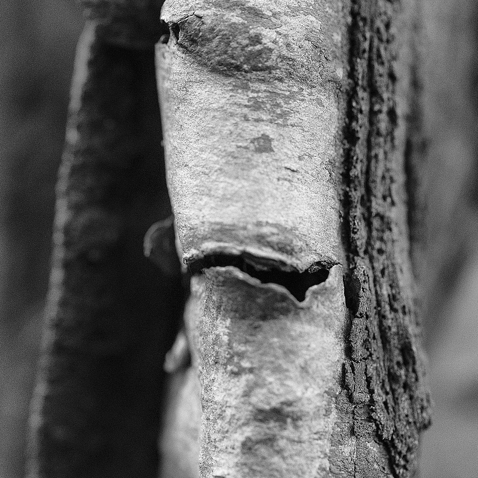 Waldstrukturen